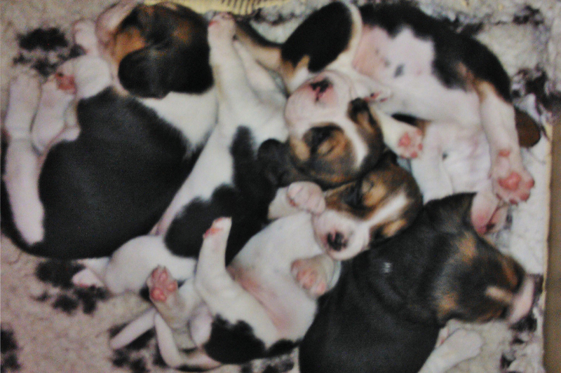 Snoopylandia - Allevamento amatoriale di cani Beagle riconosciuto ENCI e FCI - Il cucciolo: info da sapere