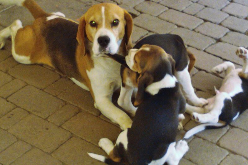 Snoopylandia - Allevamento amatoriale di cani Beagle riconosciuto ENCI e FCI - Il cucciolo: info da sapere